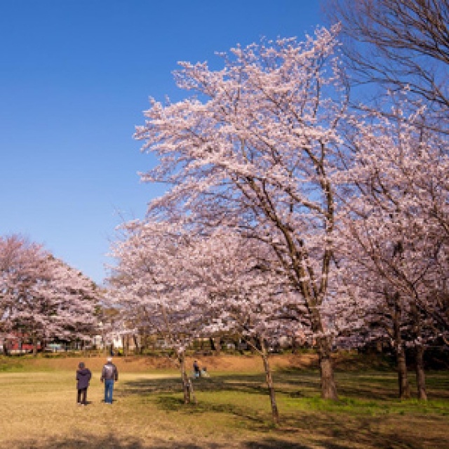 『春日部の桜の名所おすすめスポット』🌸